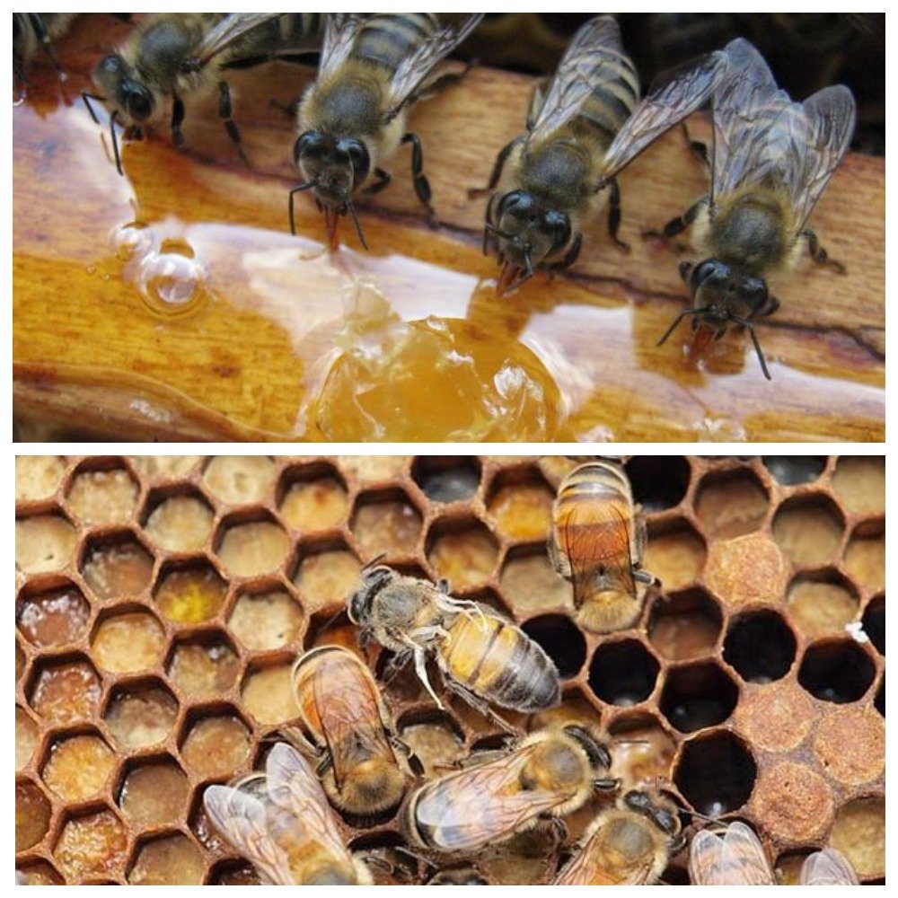 Вароатозу бджіл що це таке і на скільки небезпечний він?