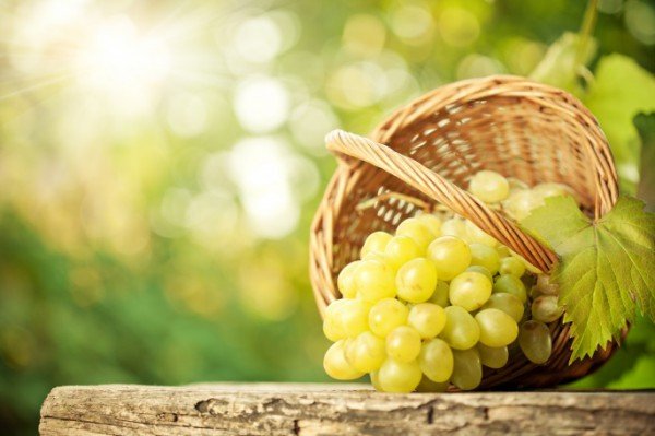 Вирощування винограду з кісточки: посів насіння в домашніх умовах