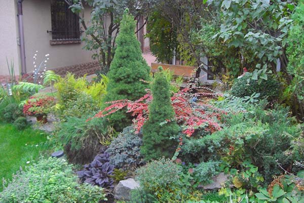 Ялина канадська Коніка посадка й догляд у відкритому грунті: як пересадити і доглядати в саду