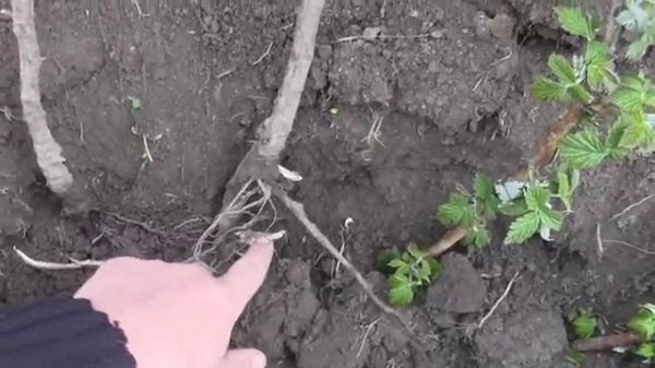 Як правильно посадити малину навесні