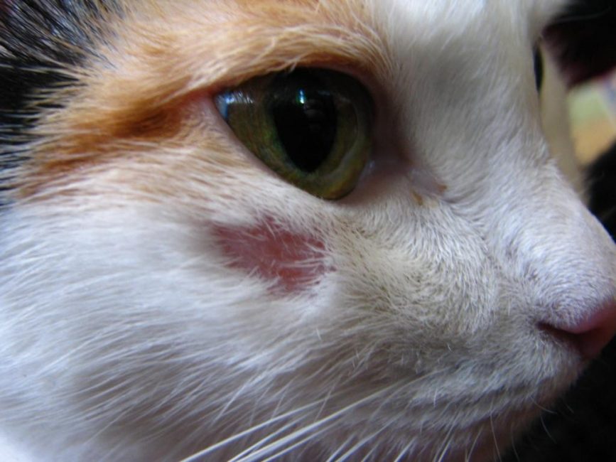 Як виглядає лишай у кішок. Ознаки і лікування стригучого лишаю. 5 видів захворювання + ФОТО 65