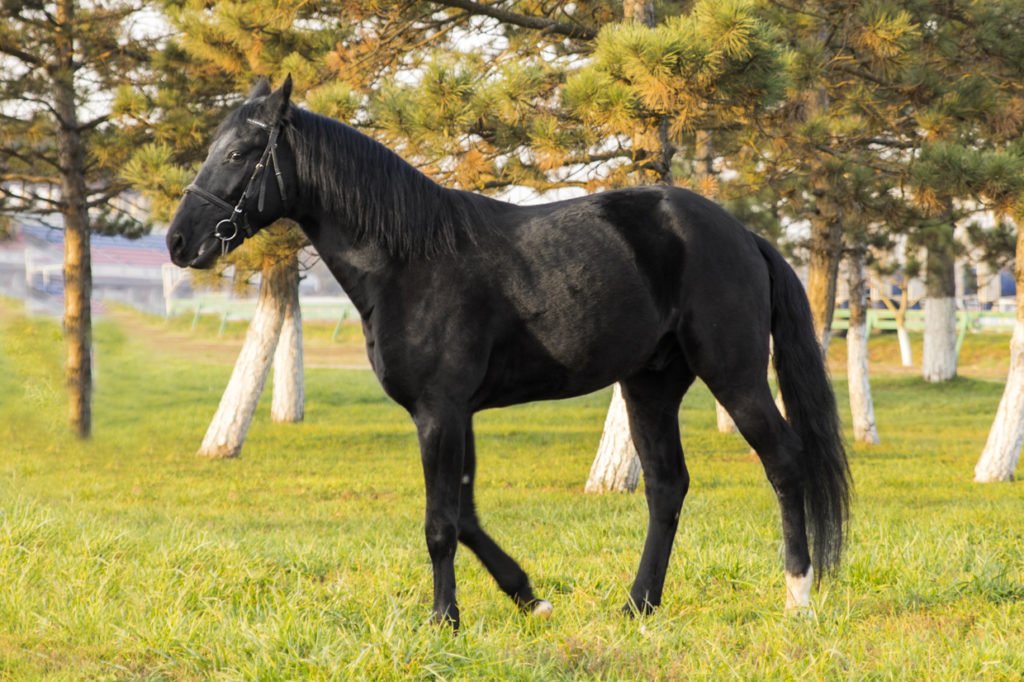 Карачаевская порода коней історія породи та особливості змісту