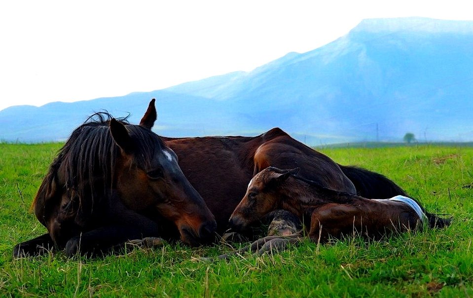 Карачаевская порода коней історія породи та особливості змісту