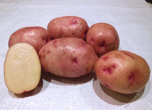Червоні сорти картоплі (з червоною або рожевою шкіркою, оченятами): описи і фото