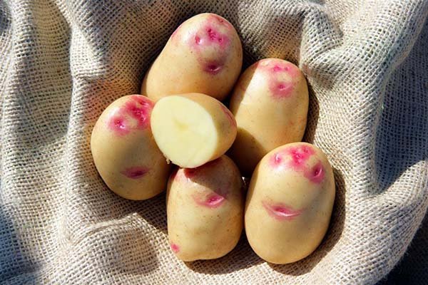 Червоні сорти картоплі (з червоною або рожевою шкіркою, оченятами): описи і фото