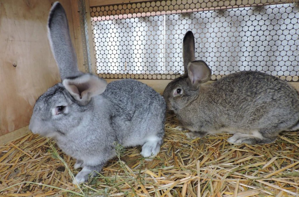 Кролики породи Різен стандарт породи та особливості змісту
