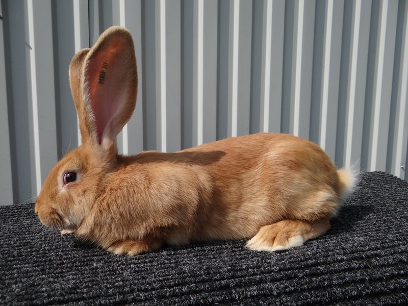Кролики породи Різен стандарт породи та особливості змісту