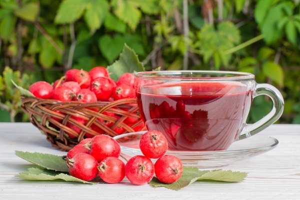 Лікувальні властивості ягоди глоду — рецепти застосування