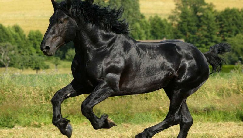 Кінь породи Першерон характеристика породи та особливості догляду