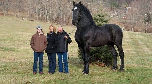 Кінь породи Першерон характеристика породи та особливості догляду