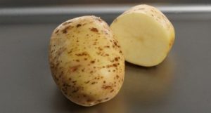 Найкращі сорти картоплі для пюре, смаження, варіння, салату і супу: огляд найбільш підходящих