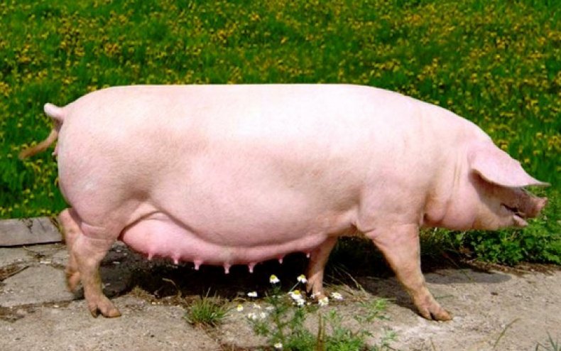 Відгодівлю свиней види і особливості складання раціону