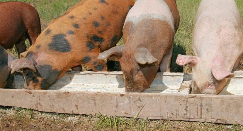 Відгодівлю свиней види і особливості складання раціону