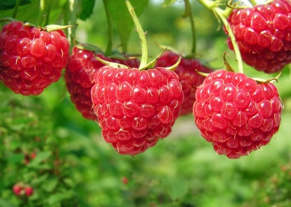 Корисні властивості ягоди малини