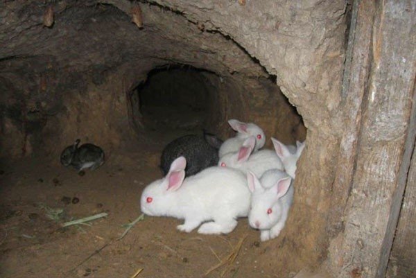 Розведення кролів, як бізнес: вигідно чи ні, переваги