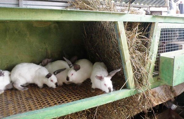 Розведення кролів, як бізнес: вигідно чи ні, переваги