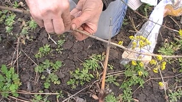Способи посадки кизилу та догляд за рослиною