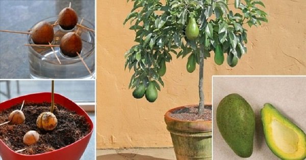 Вирощуємо авокадо з кісточки в домашніх умовах