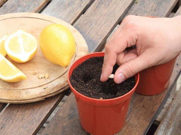 Вирощуємо лимон з кісточки в домашніх умовах