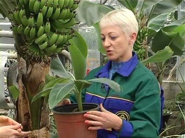 Вирощування бананів в домашніх умовах