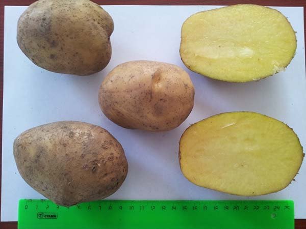 Жовті сорти картоплі (з жовтою мякоттю і шкіркою): описи і фото
