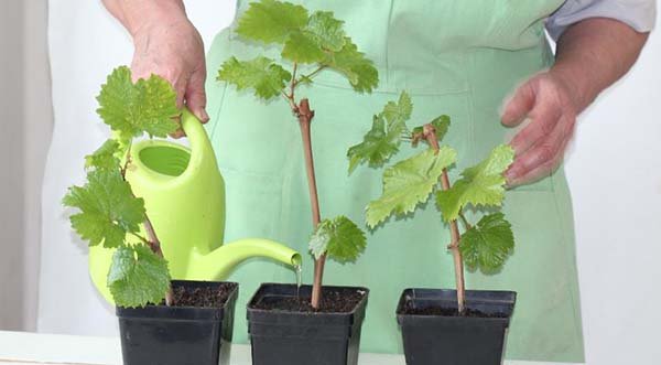 Пророщування і вкорінення живців винограду в домашніх умовах: правила вирощування