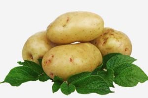 Картопля Скарб: опис сорти, вирощування, відгуки