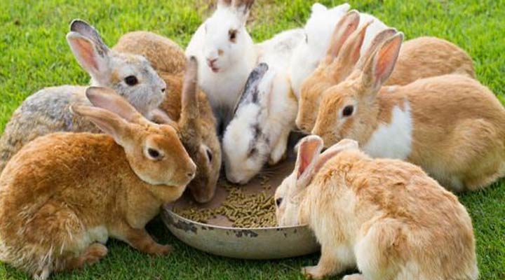 Що можна давати кроликам, а що не можна давати