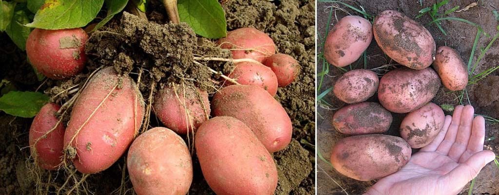 Картопля Беллароза: опис сорти, вирощування, відгуки