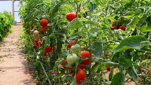 Кращі сорти томатів для теплиці: найбільш врожайні і солодкі, низькорослі і ранні