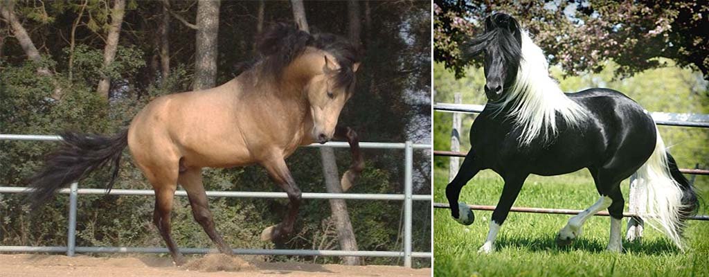 Андалузька кінь: опис породи, розведення