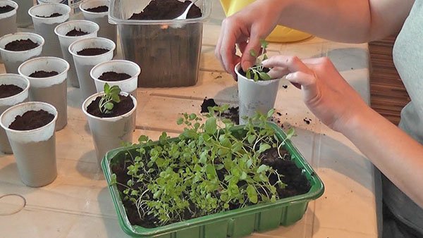 Вирощування бергамоту в домашніх умовах з насіння, відео