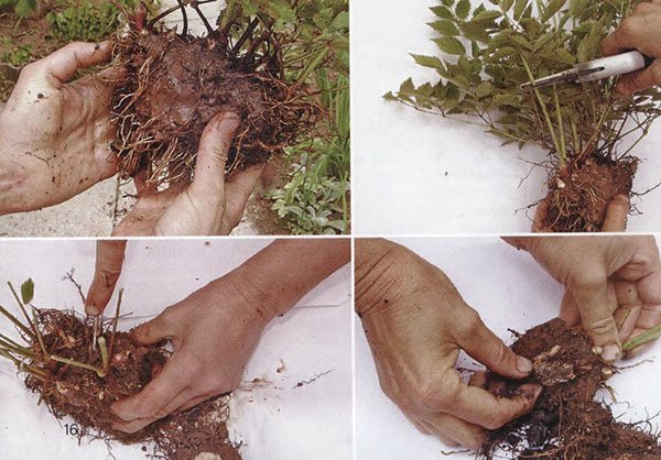 Вирощування бергамоту в домашніх умовах з насіння, відео
