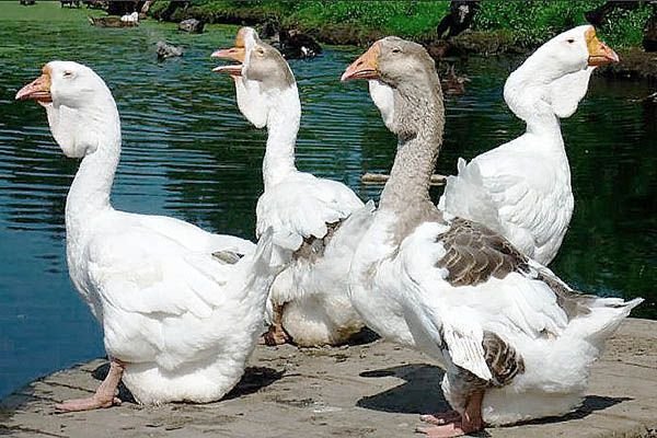 Великі породи гусей з описом, фото і відео