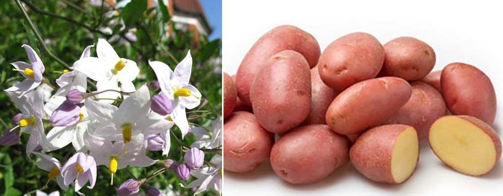 Опис сортів картоплі: відгуки, характеристики і фото