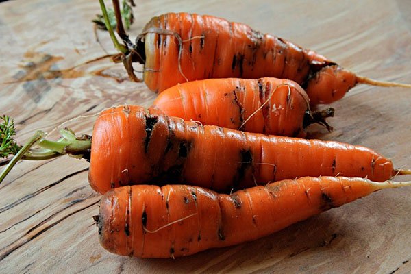 Методи боротьби з морквяною мухою на городі біопрепарати, відео