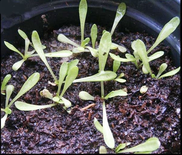 Вирощування геленіума з насіння, коли пересаджувати, відео