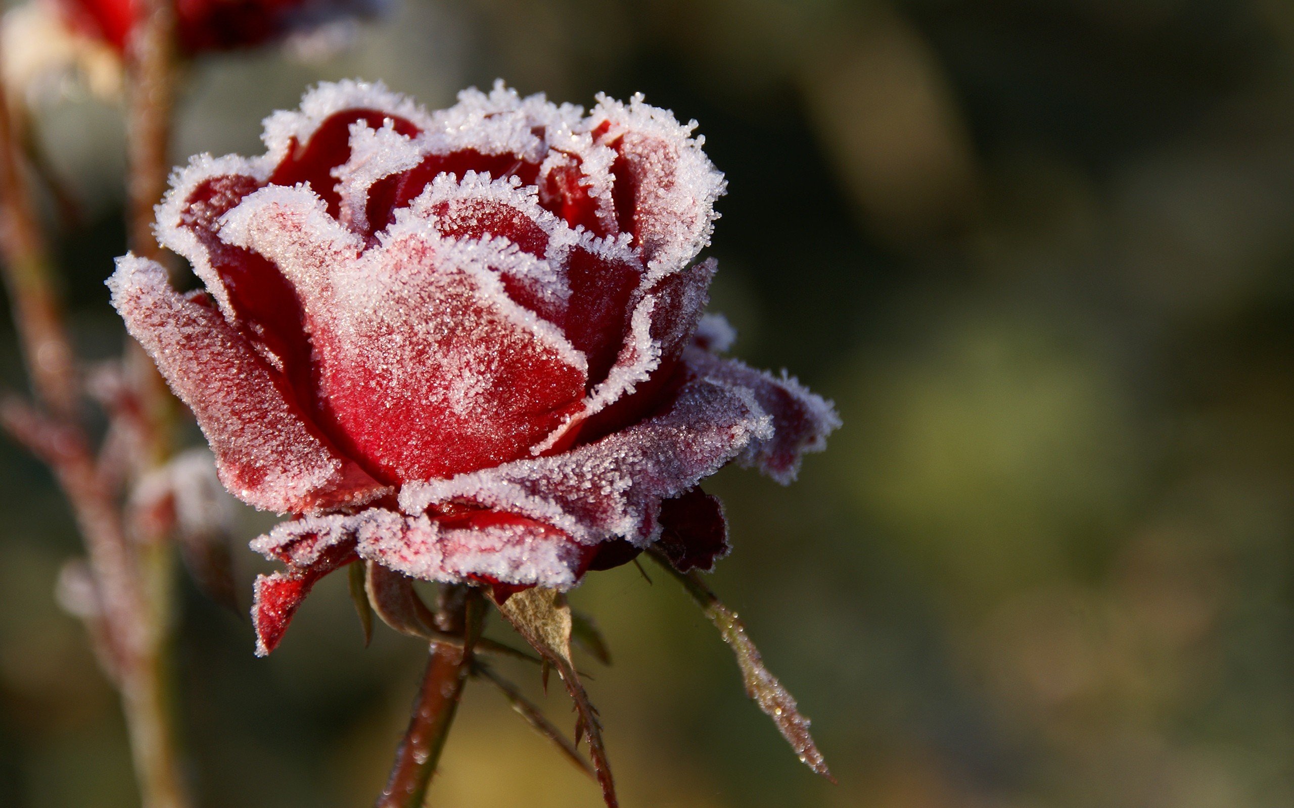 Як укрити троянди на зиму: паркову, плетистую, штамбову