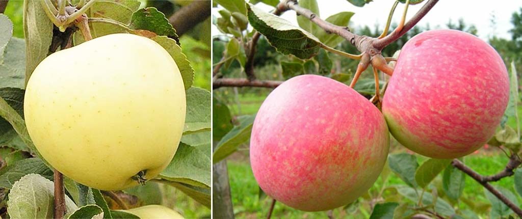 Ранні сорти яблунь з описом і фото