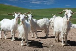 Пухові кози: опис порід і фото, характеристики кіз