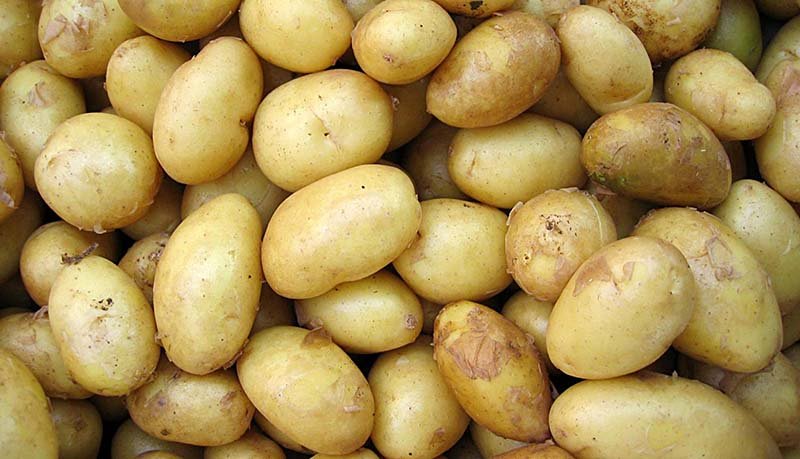 Картопля Скарб: опис сорти, вирощування, відгуки