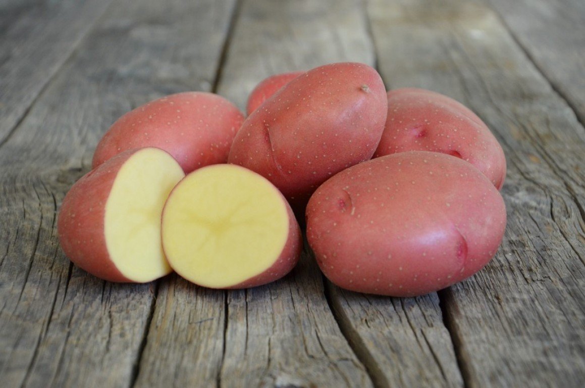 Картопля Родріго: опис сорту, відгуки, фото