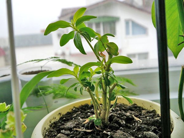 Вирощування катарантуса в саду з насіння через розсаду, відео