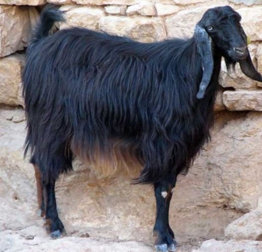 Пухові кози: опис порід і фото, характеристики кіз