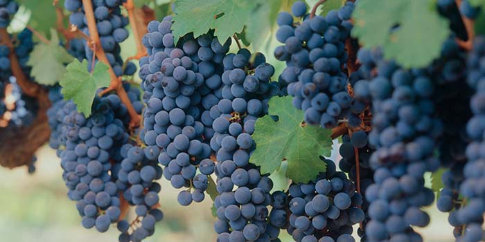 Виноград Кубань: опис сорту, відгуки, фото, характеристики