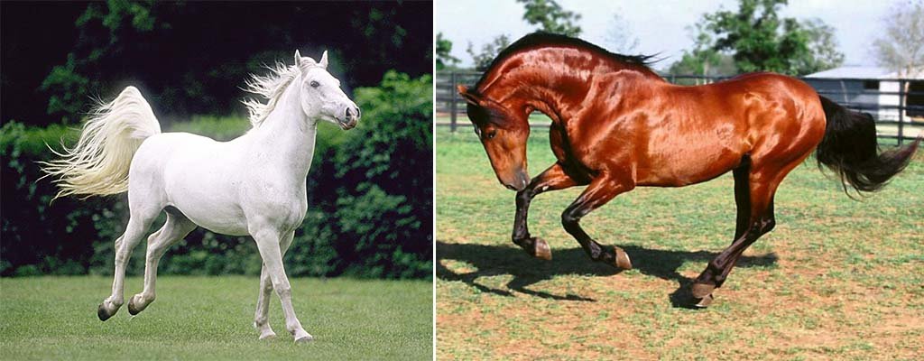 Андалузька кінь: опис породи, розведення