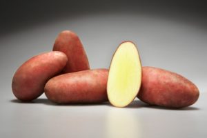 Картопля Родріго: опис сорту, відгуки, фото