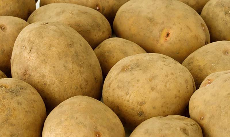 Картопля Бриз: опис сорти, вирощування, відгуки
