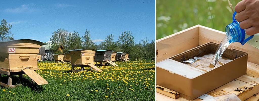 Підгодівля бджіл навесні: цукровим сиропом, до і після обльоту