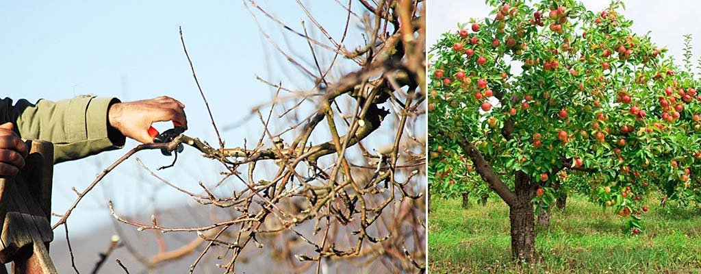 Обрізка старих яблунь: схема, навесні, восени